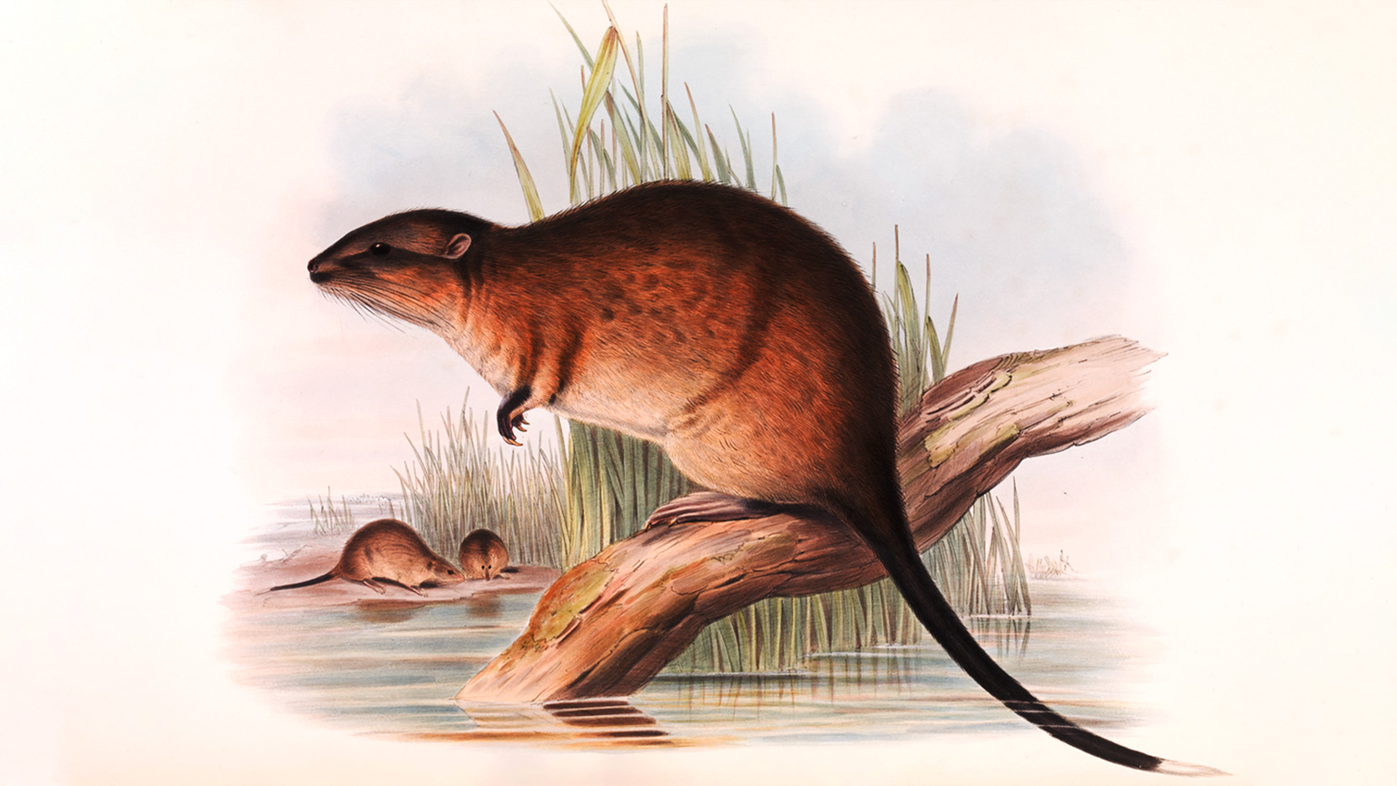 Water Rat, Hydromys chrysogaster