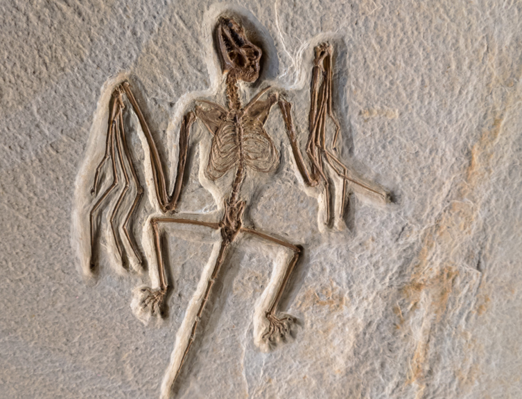 Exposed fossil of an early bat in sedimentary rock