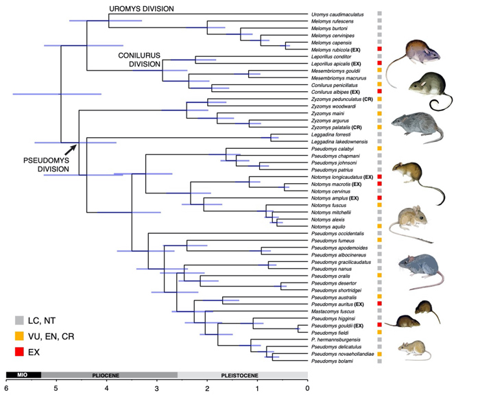 a chart showing the evolutionary relationships of Australian native rodents