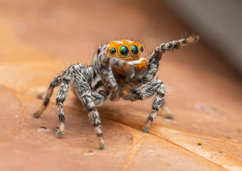 a closeup of a small orange coloured spider with big eyes pointing of its legs