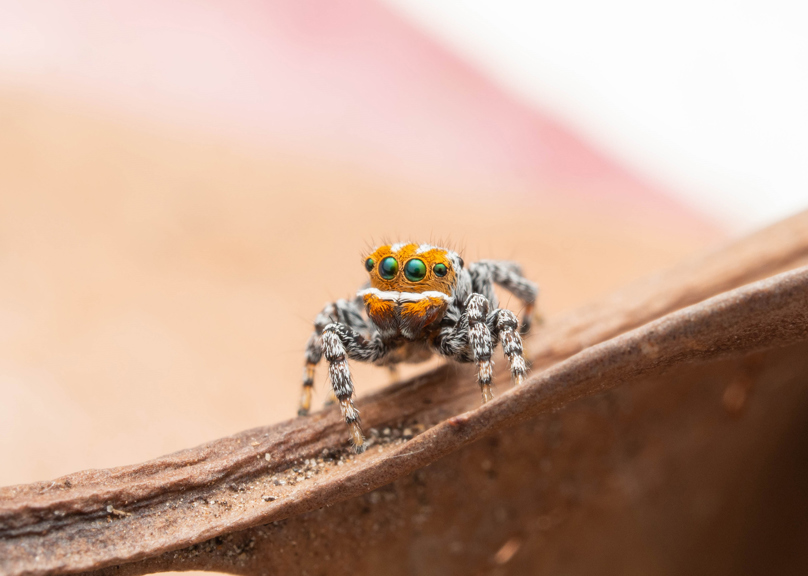a closeup of a small orange coloured spider with big eyes on bark