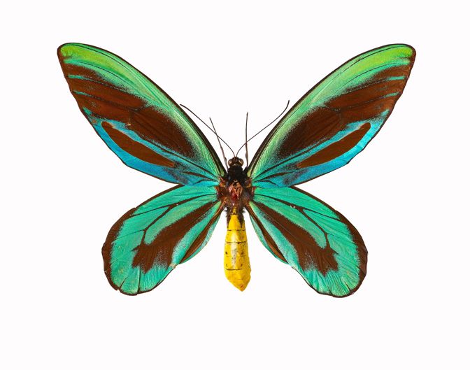 A large butterfly with green and, in parts, blue wings