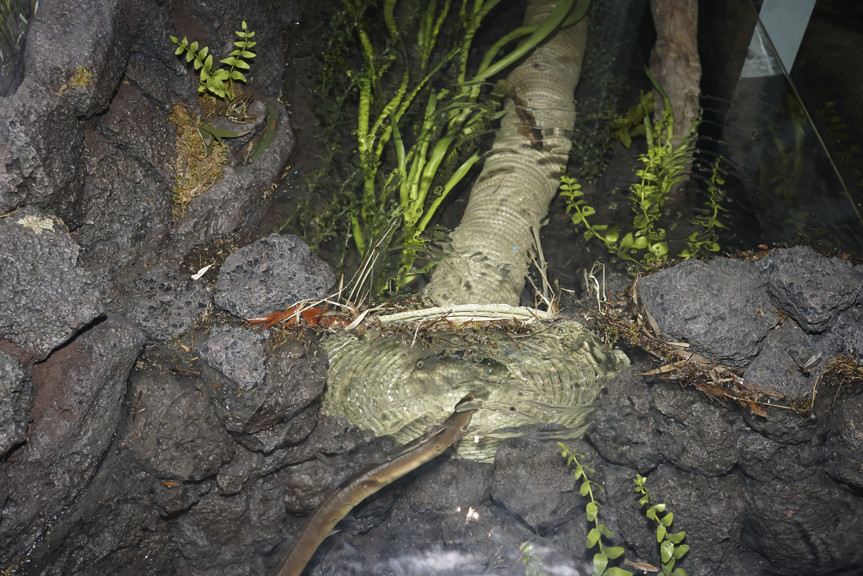 Kooyang (eel) diorama, demonstrating how eel traps were used by Indigenous people in Victoria.