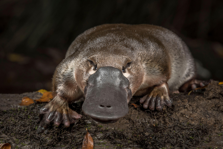 a platypus perched on a log