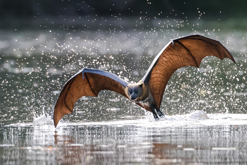 A bat flying low over water