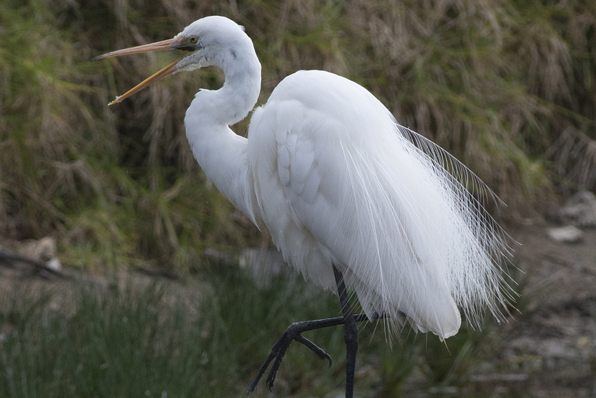 an elegant white bird wading in water
