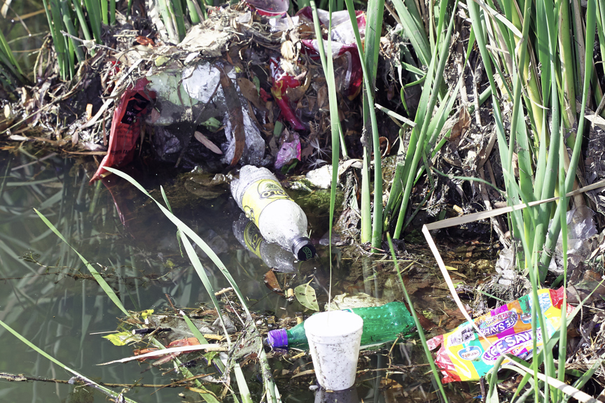 plastic bottles and other trash trapped amongst reeds in water