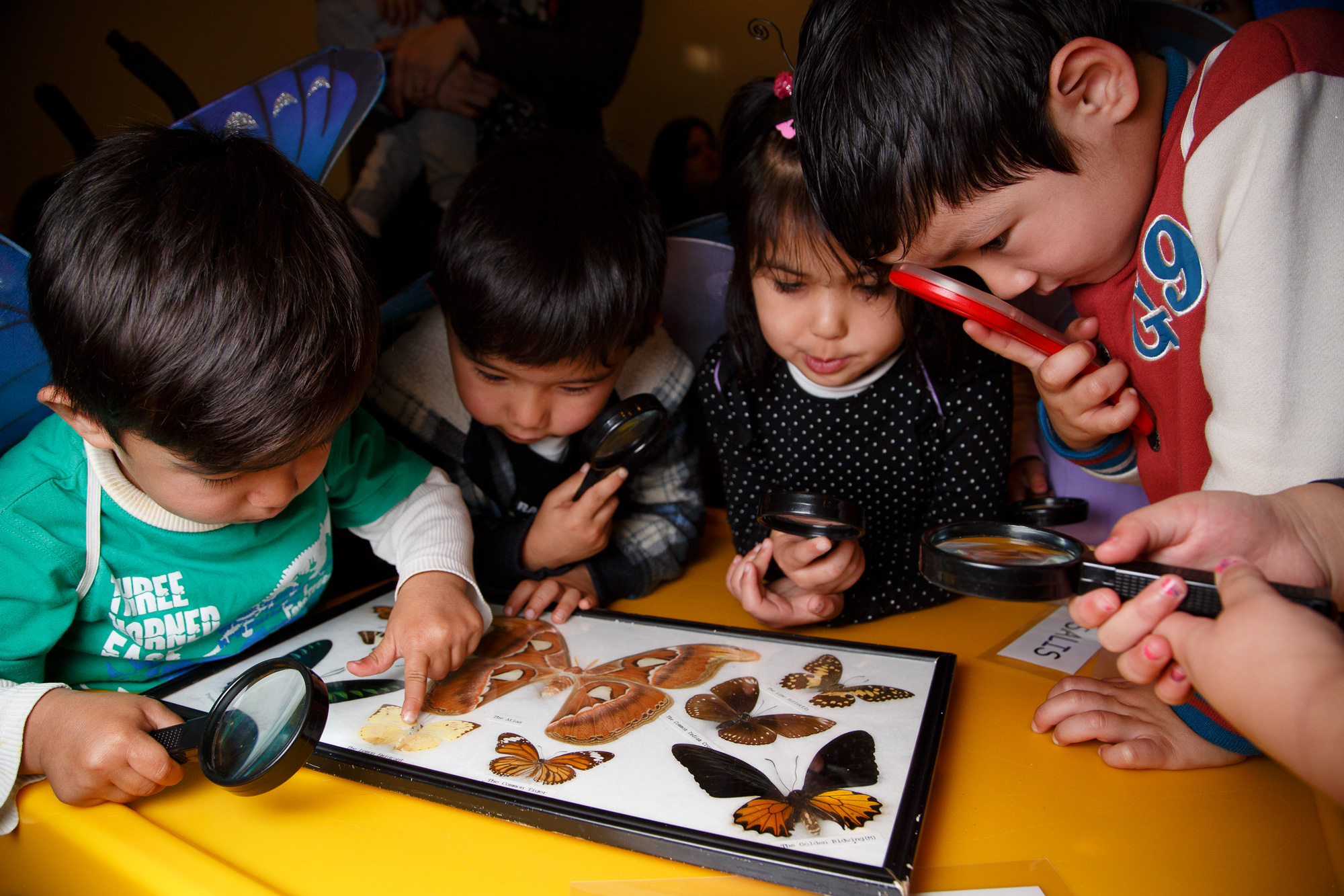 Children looking through magnifying glass at butterfly speciemens