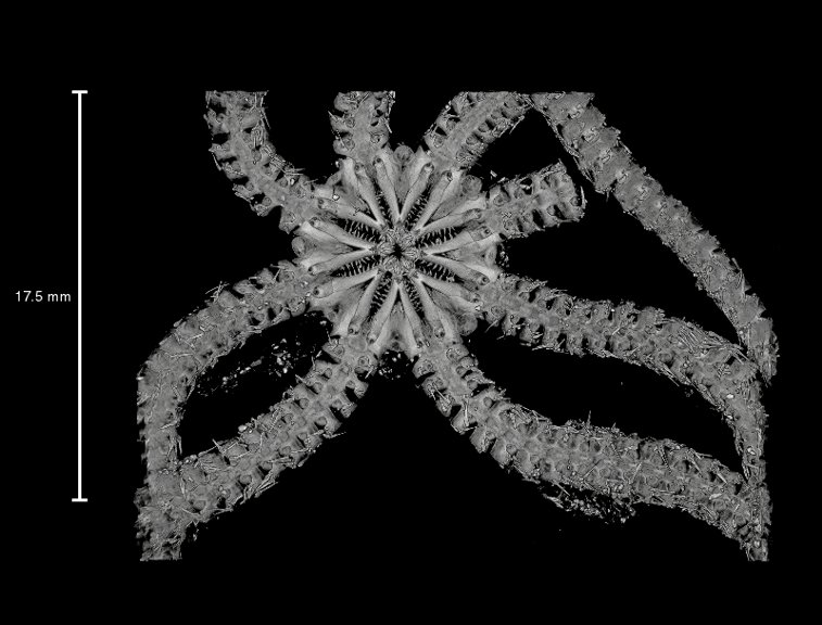 an animation of a spinning eight legged sea creature 