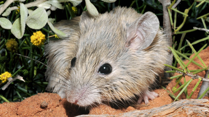 Small mouse on sand peering out from under small shrubs