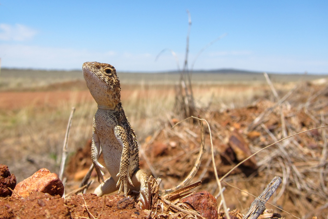 Roma Earless Dragon (Tympanocryptis wilsoni) from Roma area, Queensland.