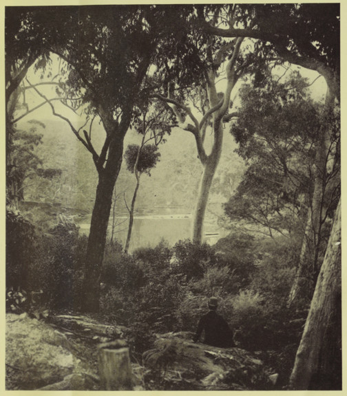 Dry plate photograph of a woodlands scene