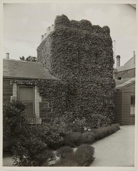 Ivy covered building