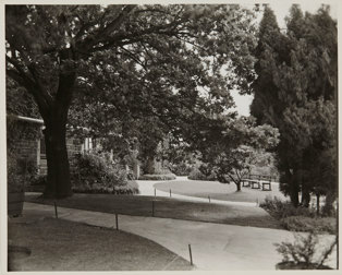 Paths winding through trees