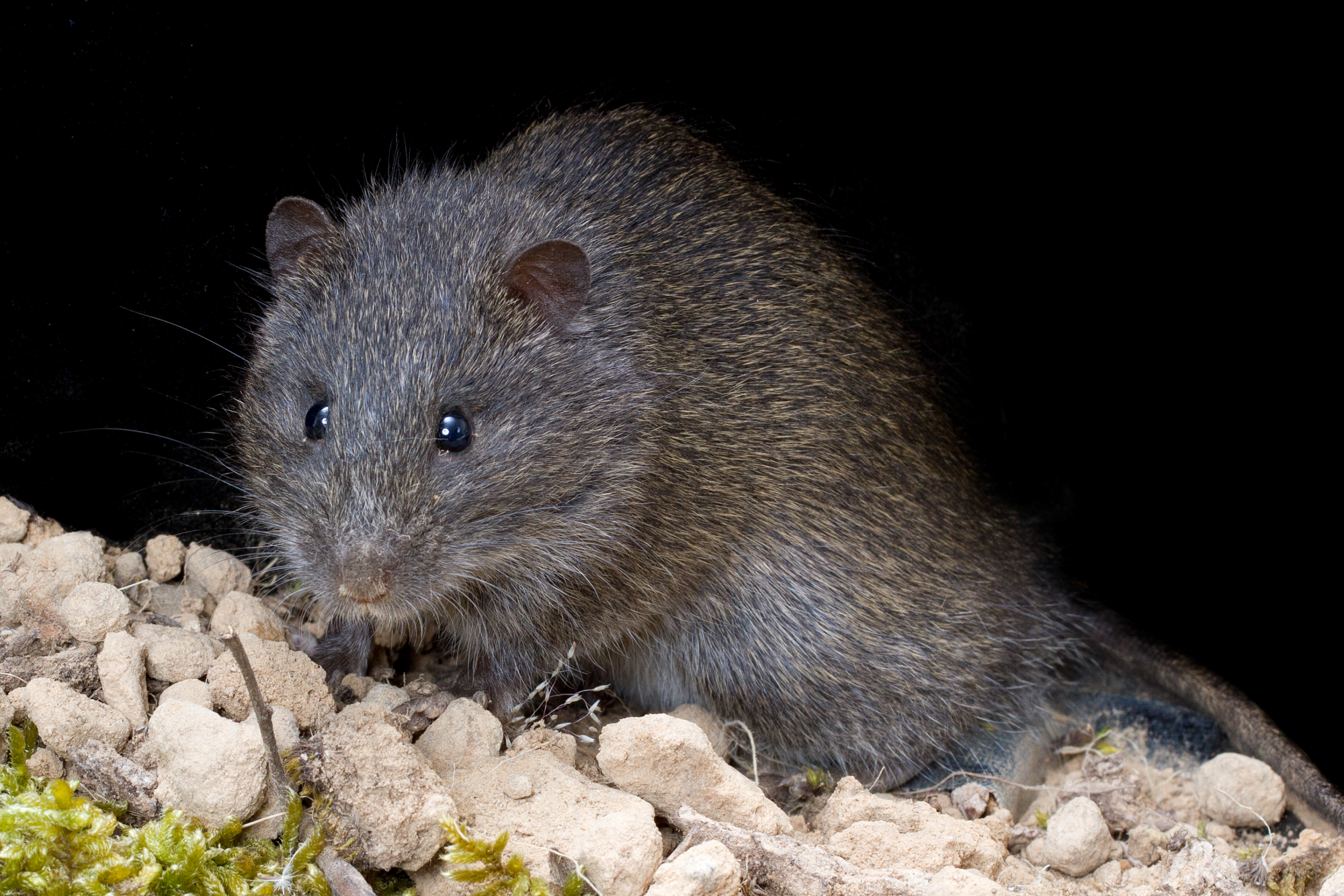 Face-on view of a Swamp Rat (Rattus lutreolus)
