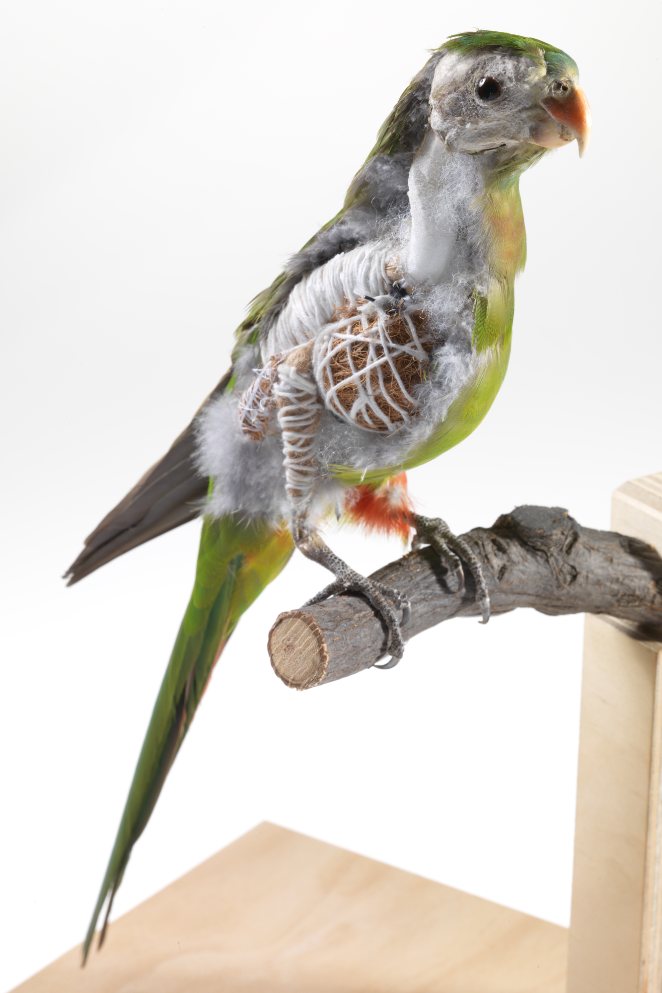 Taxidermy training model of a Princess Parrot