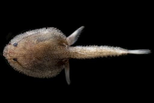 A small fish on a black background