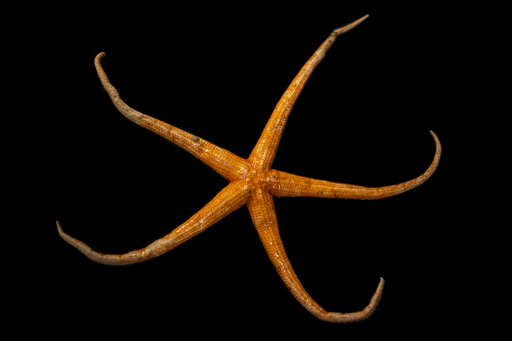 A large orange seastar on a black background