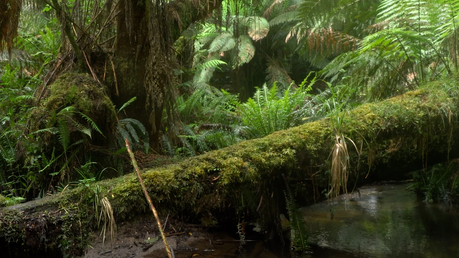 Fall in tree and undergrowth in a forest