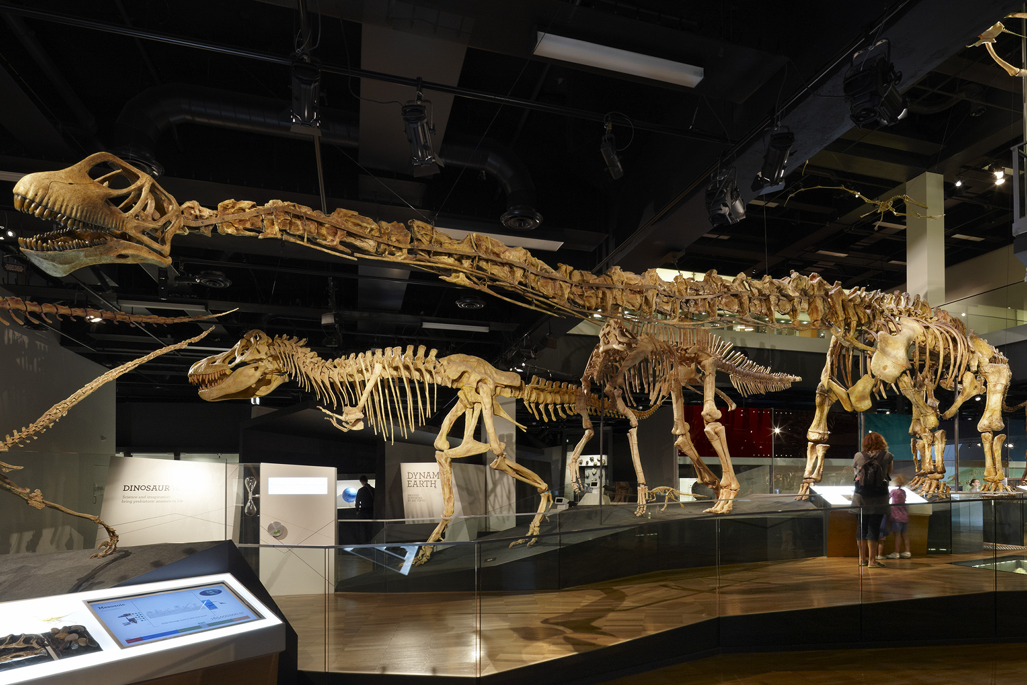dinosaur skeletons on display in a museum