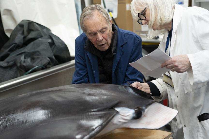 two scientists look over a giant devil ray
