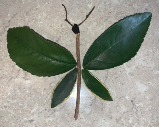 insects made from leaves and twigs