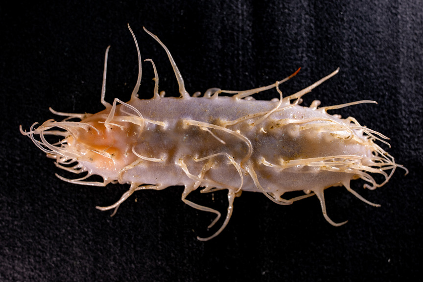 A an elongated sea creature covered in tentacles