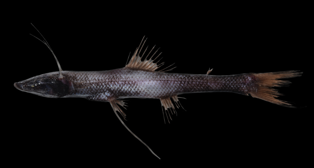 a fish with elongated fins