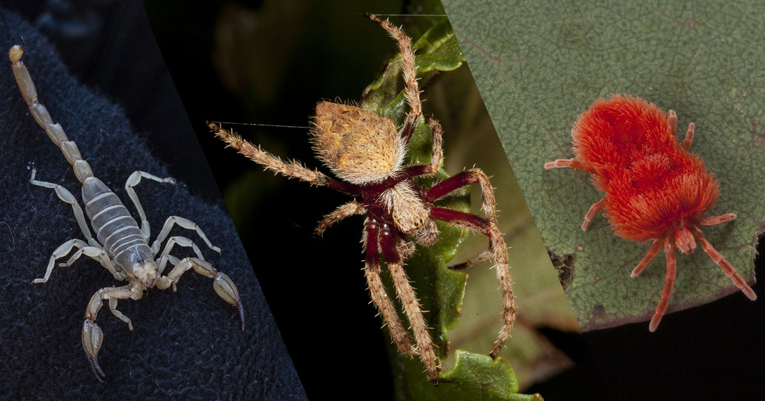 a composite image of a scorpion, spider and mite