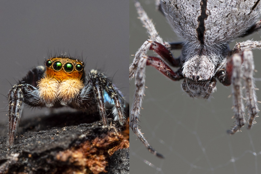 A picture of a spider with large eyes and another with smaller eyes