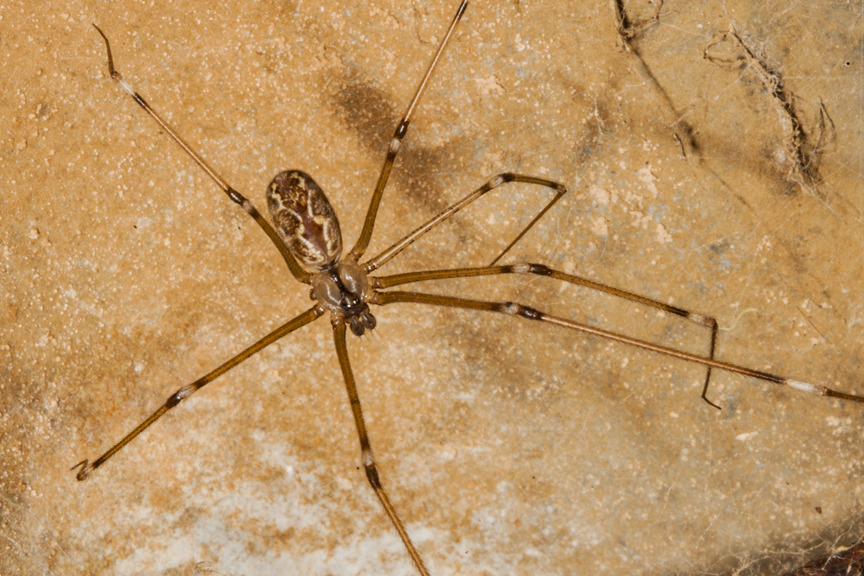 A small and long-legged spider