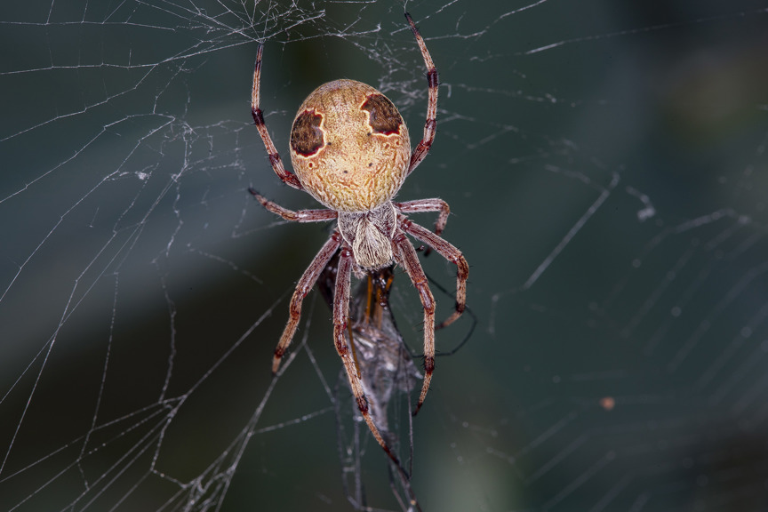 a spider catching an insect in its web