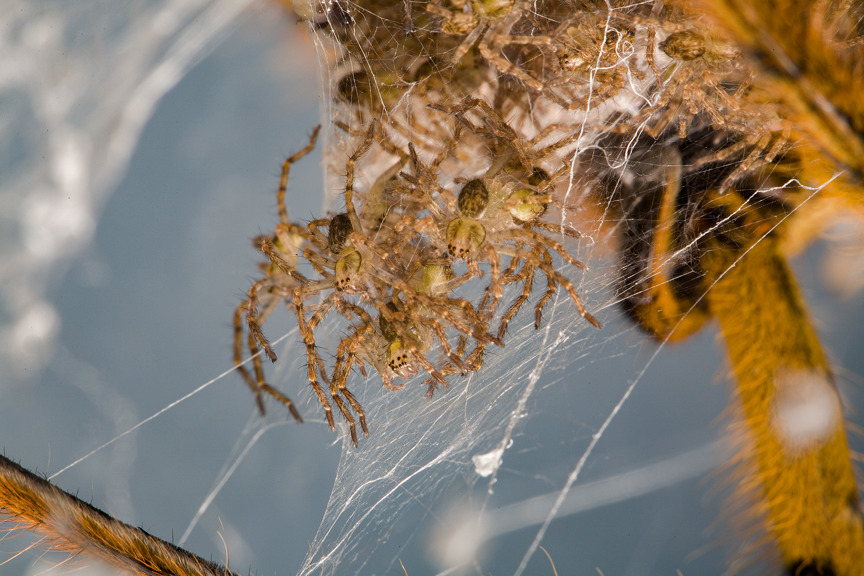 a group of baby spiders in a web