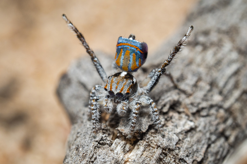 A cute and colourful small spider raising its rear