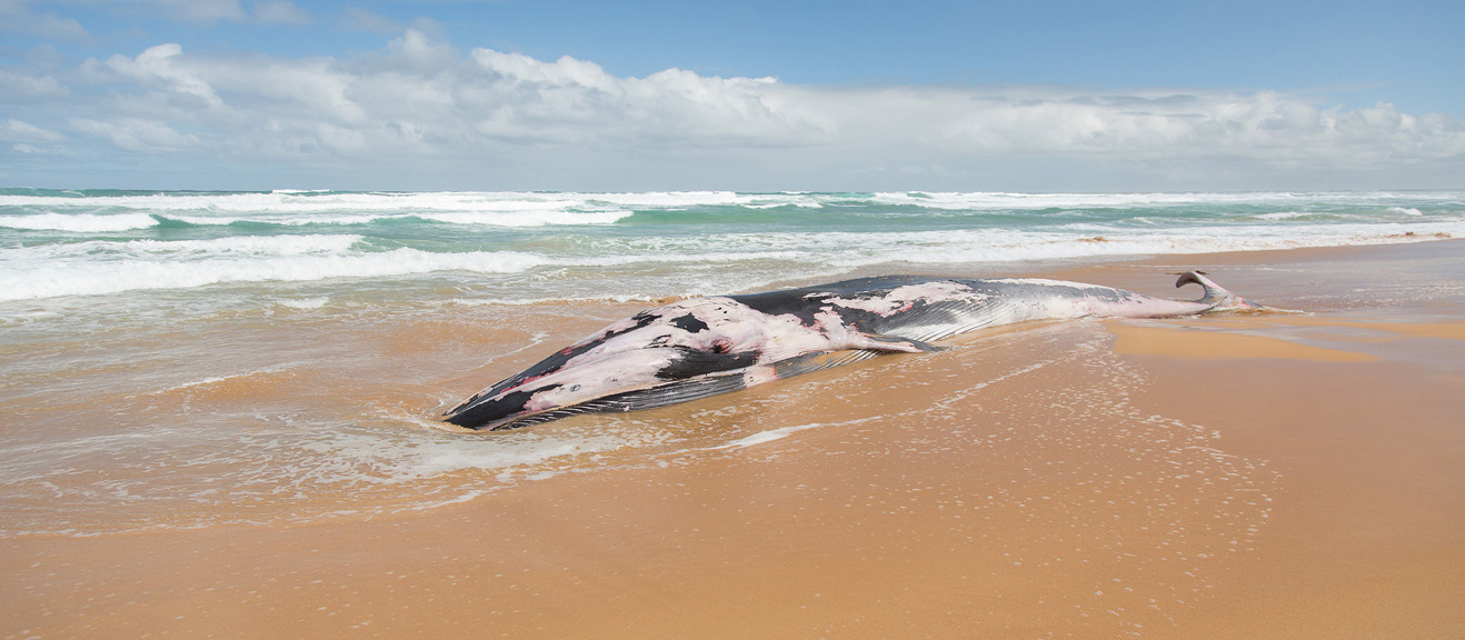 a large whale lies dead on a sandy beach