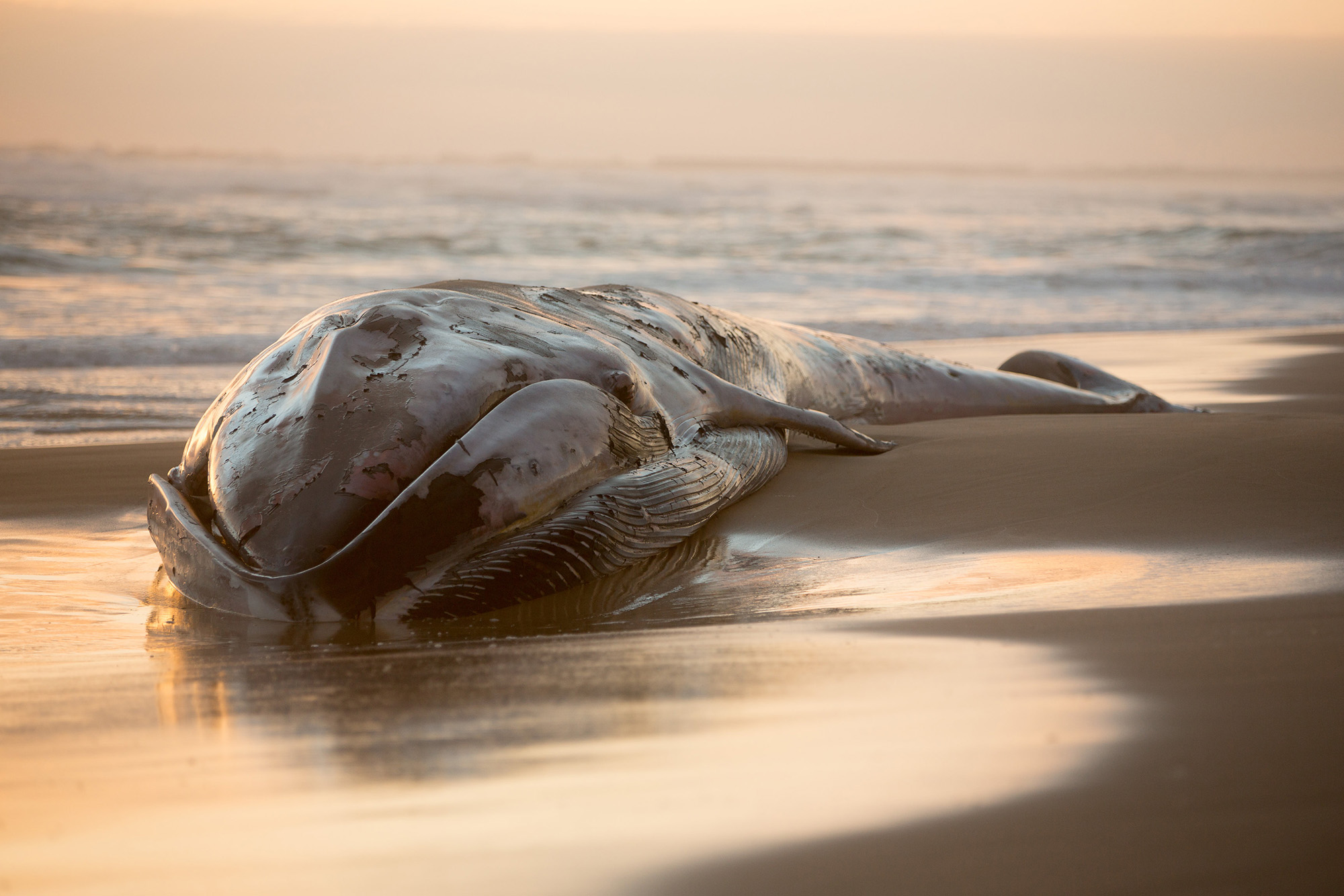 waves lap against the body of a large whale on a sandy beach