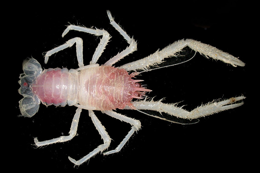 A small pink and white lobster on a black background