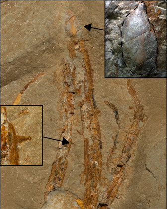 an image of a rock with an outline of a plant and magnified sections to show close up details
