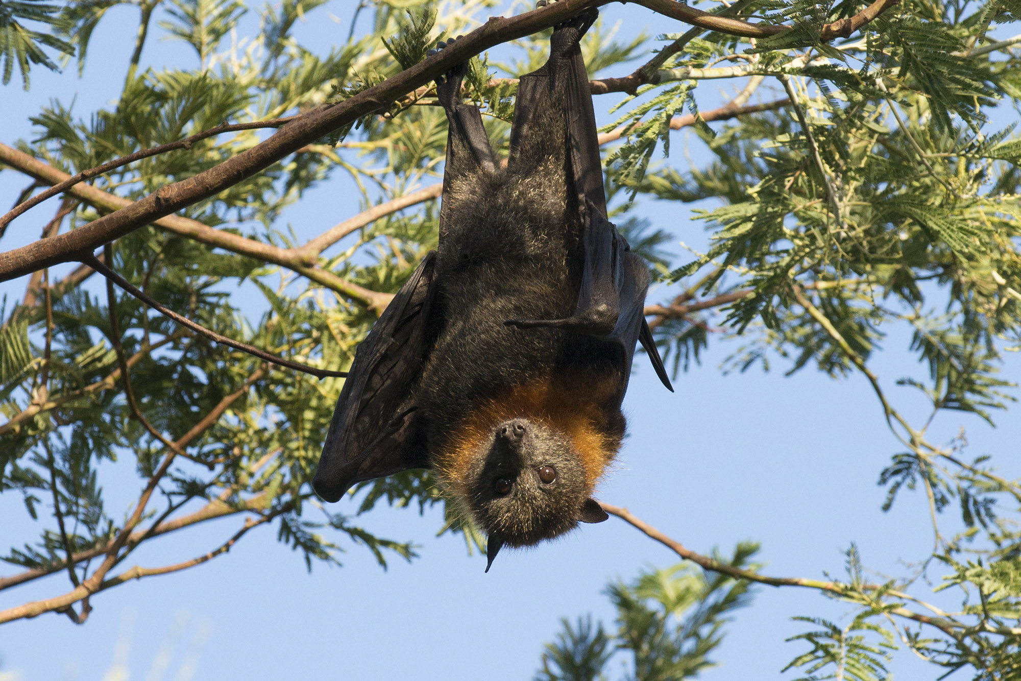 a bat hanging upside down