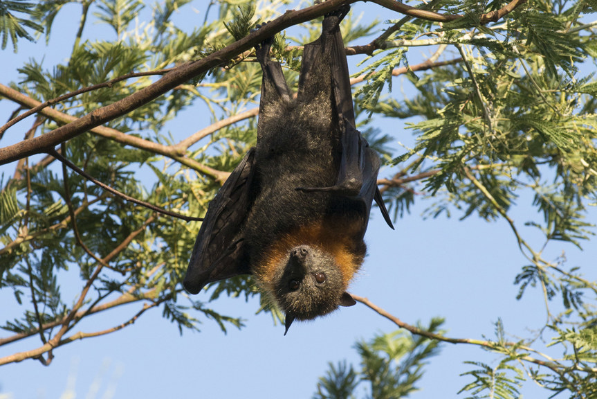 a bat hanging upside down