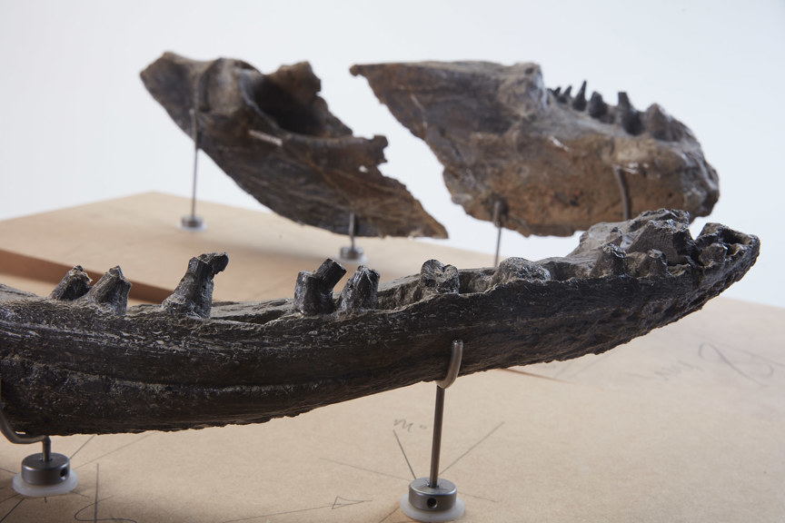 a curved fossil with teeth