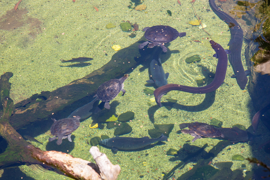 Eel and turtles in Millari garden