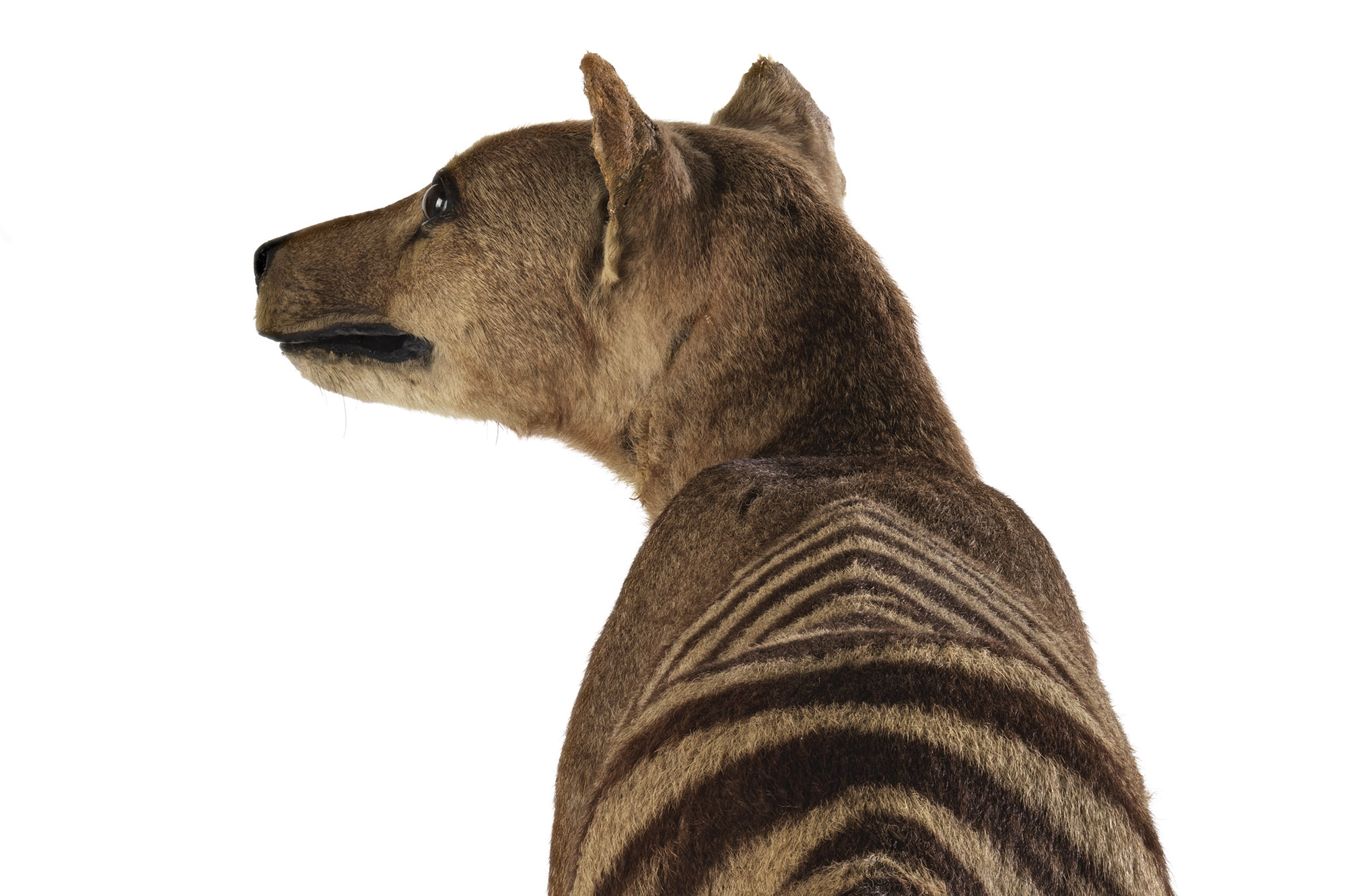 A striped Tasmanian Tiger looking off into the distance