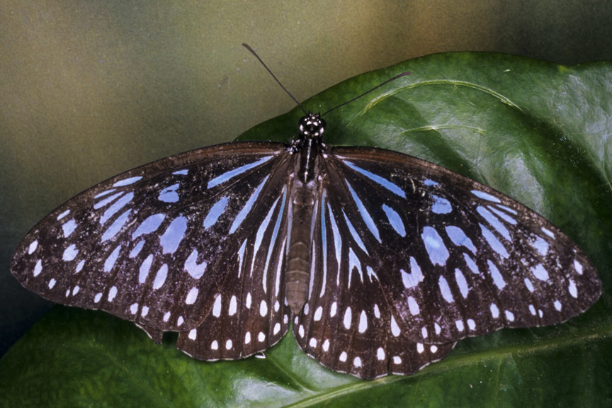 A large blue and black striped butterfly sitting on a green leaf