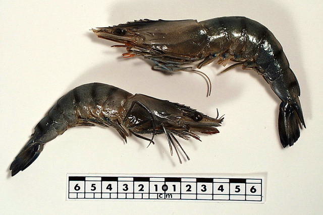 Two shellfish facing opposite directions, one above the other