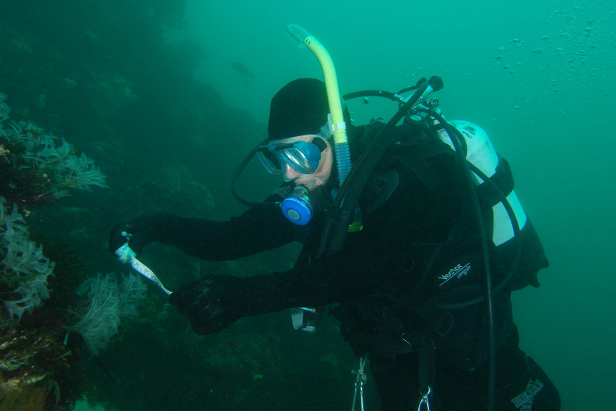 an underwater photo of a diver using a measuring tape to record the size of a coral like animal