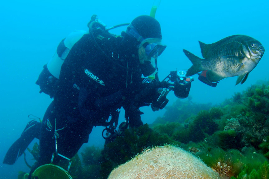 an underwater photo of a diver swimming alongside a fish