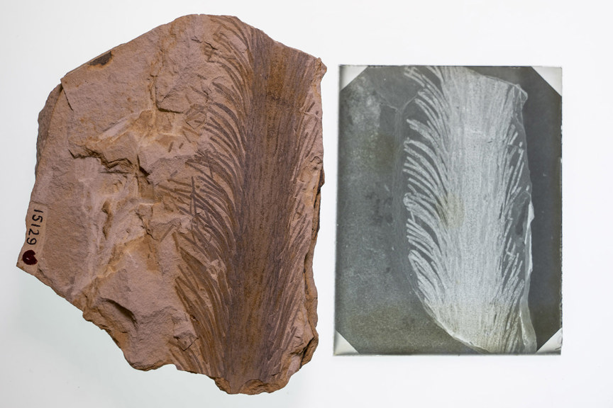 a fossilised plant sits on a lightbox, next to glass plate photograph of the specimen