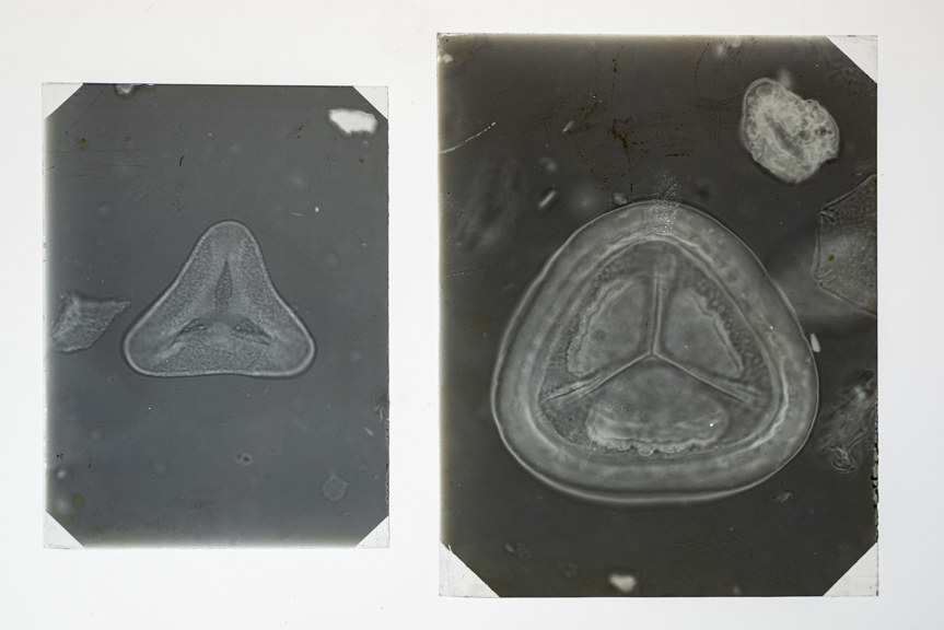glass plates containing images of microscopic 