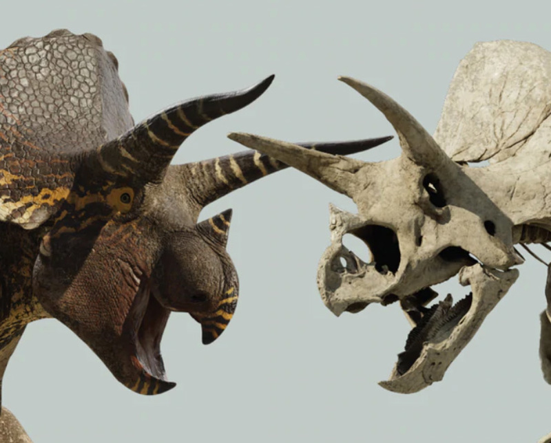 The Triceratops collection